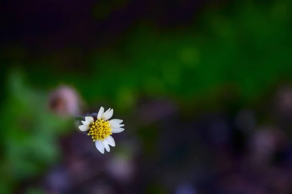 Top View Yabani Çiçek