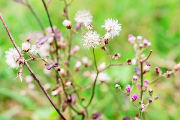 Seed Ready to Fly — Stock Photo, Image