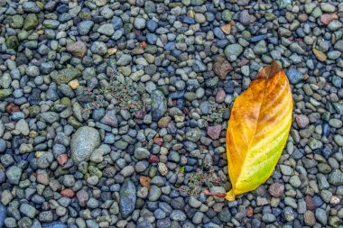 Çakıl Üzerinde Eski Yaprak