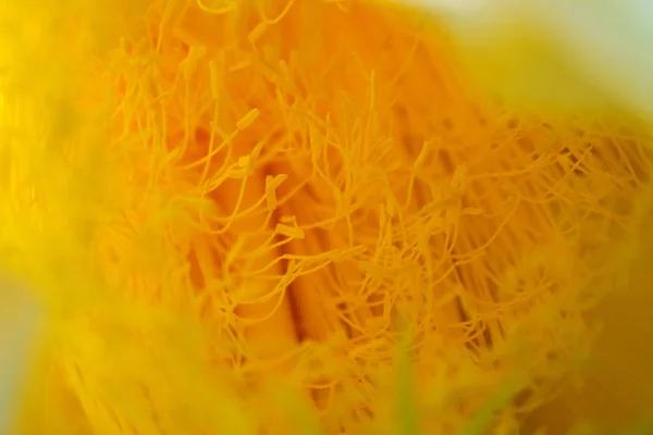 Ejderha Çiçeği Stamen
