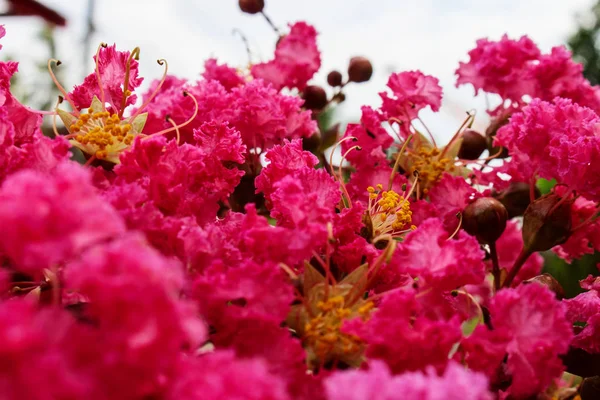 Pembe Lagerstroemia 7 Close Up