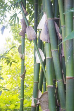 Yaz aylarında Bambu