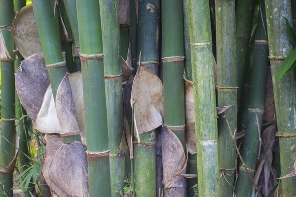 Peeling Bambu