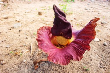 Rafflesia Premium Stock Photos Download For Commercial Use Format Jpg Images High Resolution