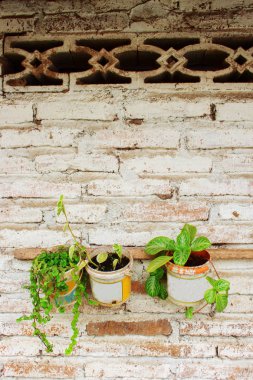 Beyaz boya Tuğla asılı Kullanılmış boya kantis Arka Plan Çiçek