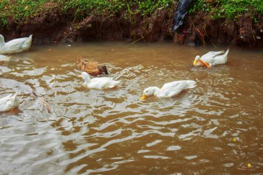 Ördekler Nehir Kıyısında Yüz