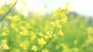 Sarı Kanola Çiçekleri Rüzgar Tarafından Salınır