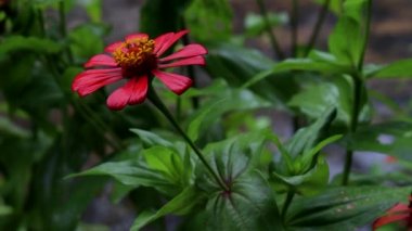 Kırmızı Zinnia Çiçeği Yağmurda Duş Aldı. Yağmurda Zinnia Çiçek Hareketi
