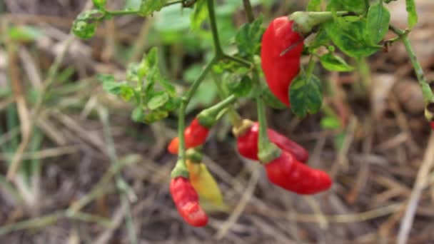 Peperoncino rosso su gambi — Video Stock