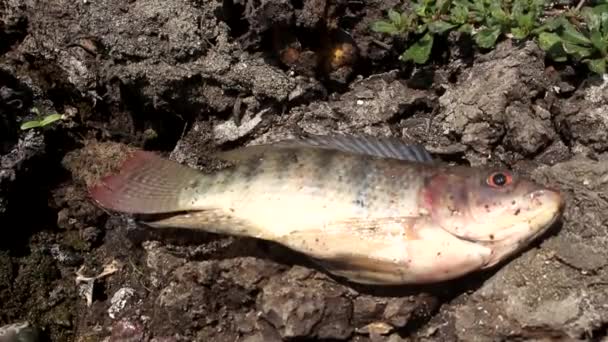 Flounder fish — Stock Video