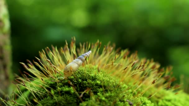 Равлик на зеленому моху — стокове відео