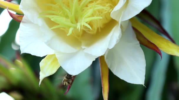 Honey Bee Pollen — Stok Video