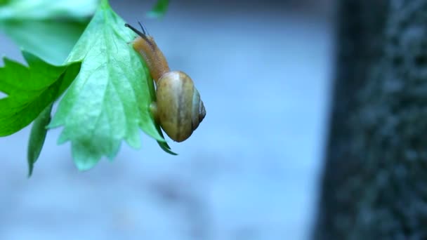 Schneckenkriechen — Stockvideo