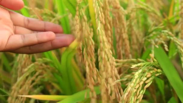 Woman Hand Holding Stem Yellow Ripe Rice Crops — Stock Video