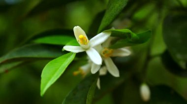 Citrus Çiçeği
