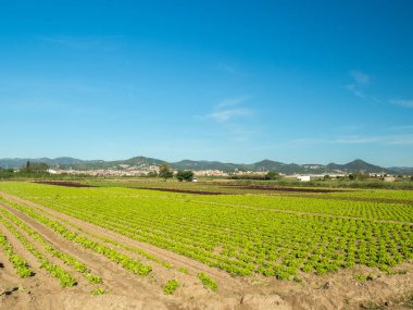 Marul farklı alan Baix Llobregat oteli renkler tarafından el Prat ve Sant Boi