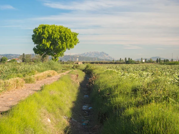 Landelijke Weg Met Een Boom Een Veld Baix Llobregat Achtergrond — Stockfoto