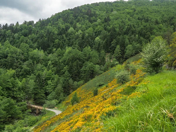 Landskap Träd Skogen Irati Navarra Mest Omfattande Skogarna Bok — Stockfoto