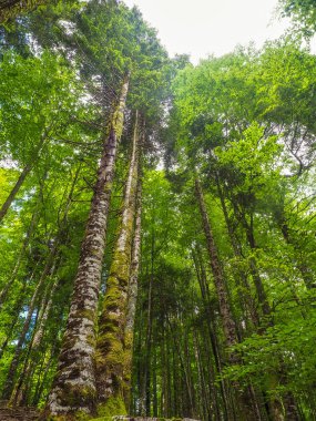 Dikey perspektif bir kayın orman, biri en geniş Avrupa Navarra
