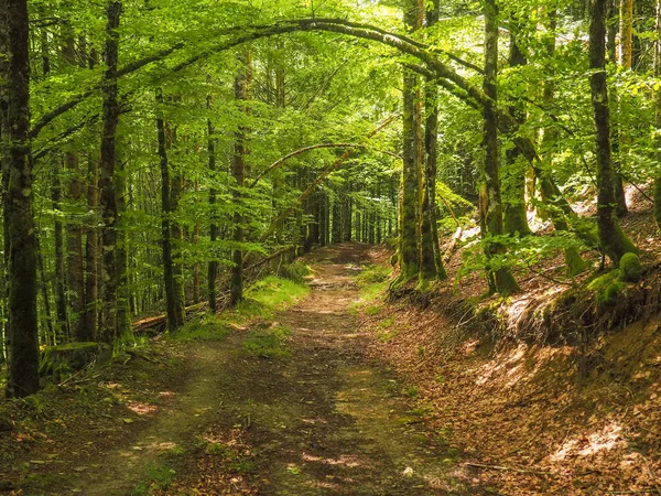 bir kayın ormanı ilkbaharda toprak yol. Bu kayın en büyük biri Avrupa'nın