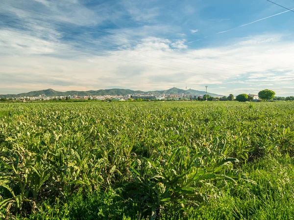 Artichokes in the agricultural Park of El Prat de Llobregat, in Barcelona. A nice place to walk