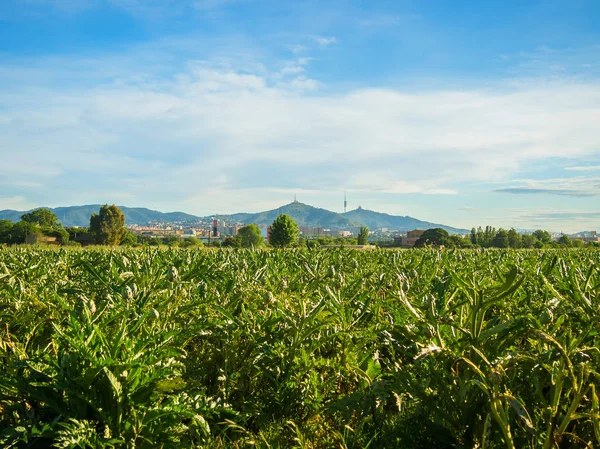 Artichokes in the agricultural Park of El Prat de Llobregat, in Barcelona. A nice place to walk