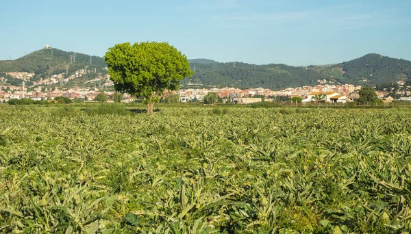 Artichokes in the agricultural Park of El Prat de Llobregat, in Barcelona. A nice place to walk