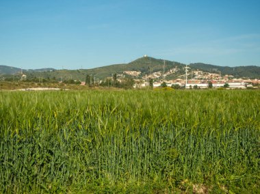 Yeşil buğday alanı içinde teknolojik park, Baix Llobregat Barselona