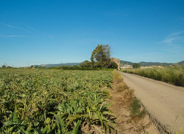 Enginar alan. Arka planda, Barcelona dağlar