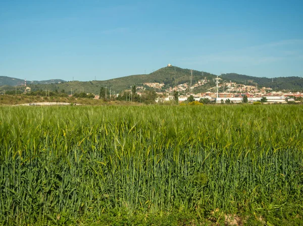 Yeşil buğday alanı içinde teknolojik park, Baix Llobregat Barselona