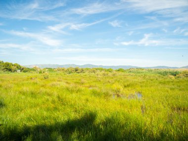 Doğal alanlarda Llobregat Delta, Barcelona bir korunan doğal park