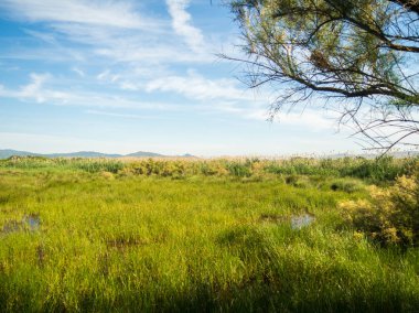 Doğal alanlarda Llobregat Delta, Barcelona bir korunan doğal park