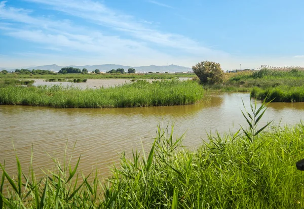 Přírodní Prostory Llobregat Delta Chráněný Přírodní Park Vedle Barcelona — Stock fotografie