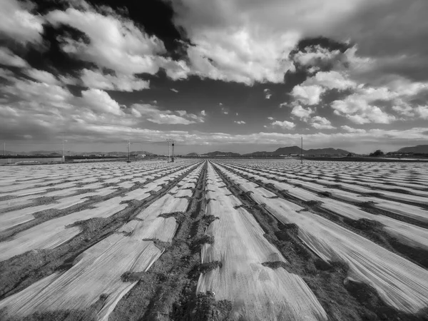 Cartagena alan bahar görüntüsü. Plastik koruyucu bir anlamı vardır ve büyük sera kağıt yapar