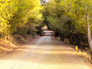 Ağaçlar ile çevrili kir yolu, yürüyüş için idealdir