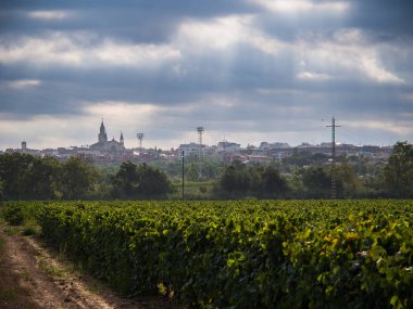 vineyard field with Vilafranca del Penedes clipart