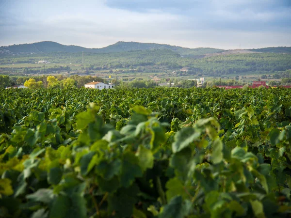 Campo de viñedos en España — Foto de Stock