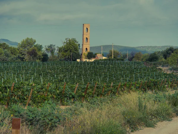 Campo de viñedos en España — Foto de Stock