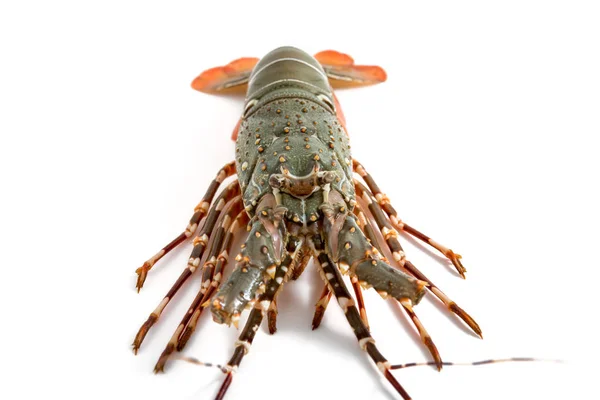 Homard Isolé Sur Fond Blanc — Photo