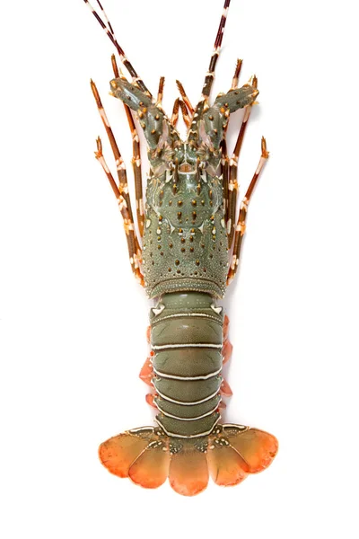 Lobster Diisolasi Pada Latar Belakang Putih — Stok Foto