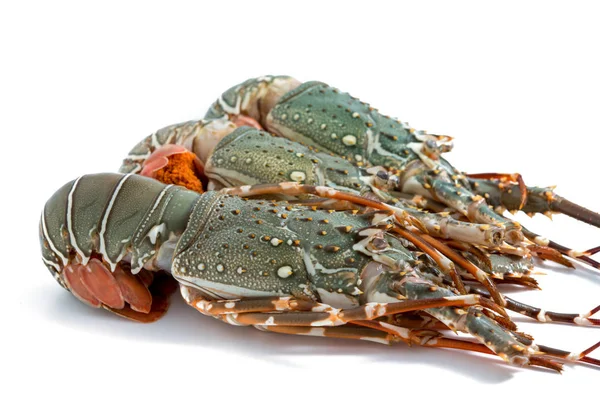 Lobster Isolated White Background — Stock Photo, Image