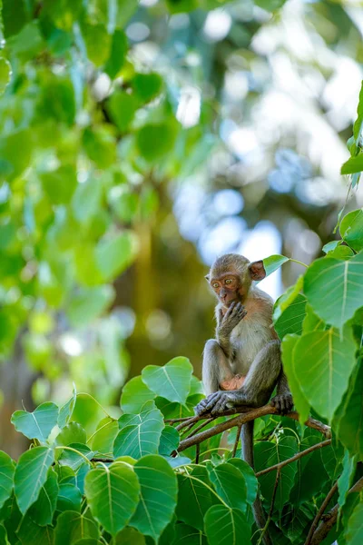 Mono Rama Del Árbol —  Fotos de Stock