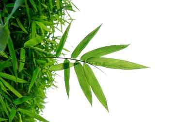 Bambu yaprakları beyaz arkaplanda yalıtılmış.
