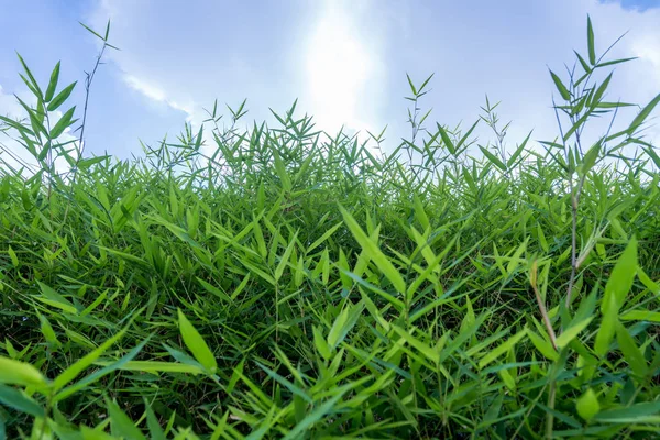 Foglia Bambù Con Sfondo Cielo — Foto Stock