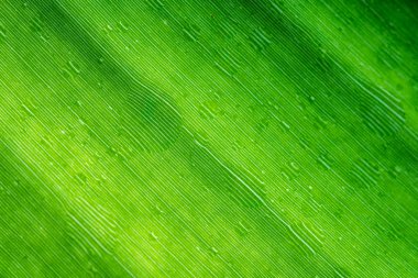 muz yaprak doku su damlaları ile kapatmak