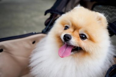 köpek oturma bir arabası