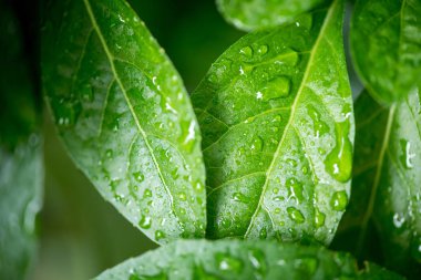 Bitkisel ağaç Nan Fui Chao (Vernonia amygdalina)
