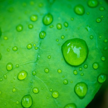 Su yeşil yaprağa düşer.