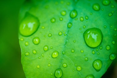 Su yeşil yaprağa düşer.