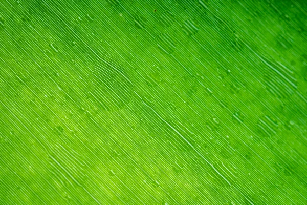 Fechar Textura Folha Banana Com Gotas Água — Fotografia de Stock